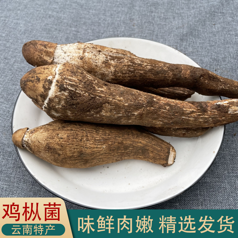 25年现货新鲜鸡枞菌 云南特产山珍美味荔枝菌油鸡枞山珍蘑菇
