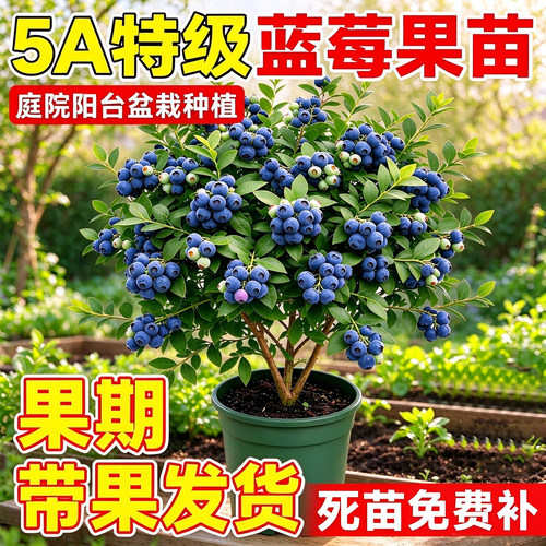 蓝莓树苗盆栽带花苞当年结果