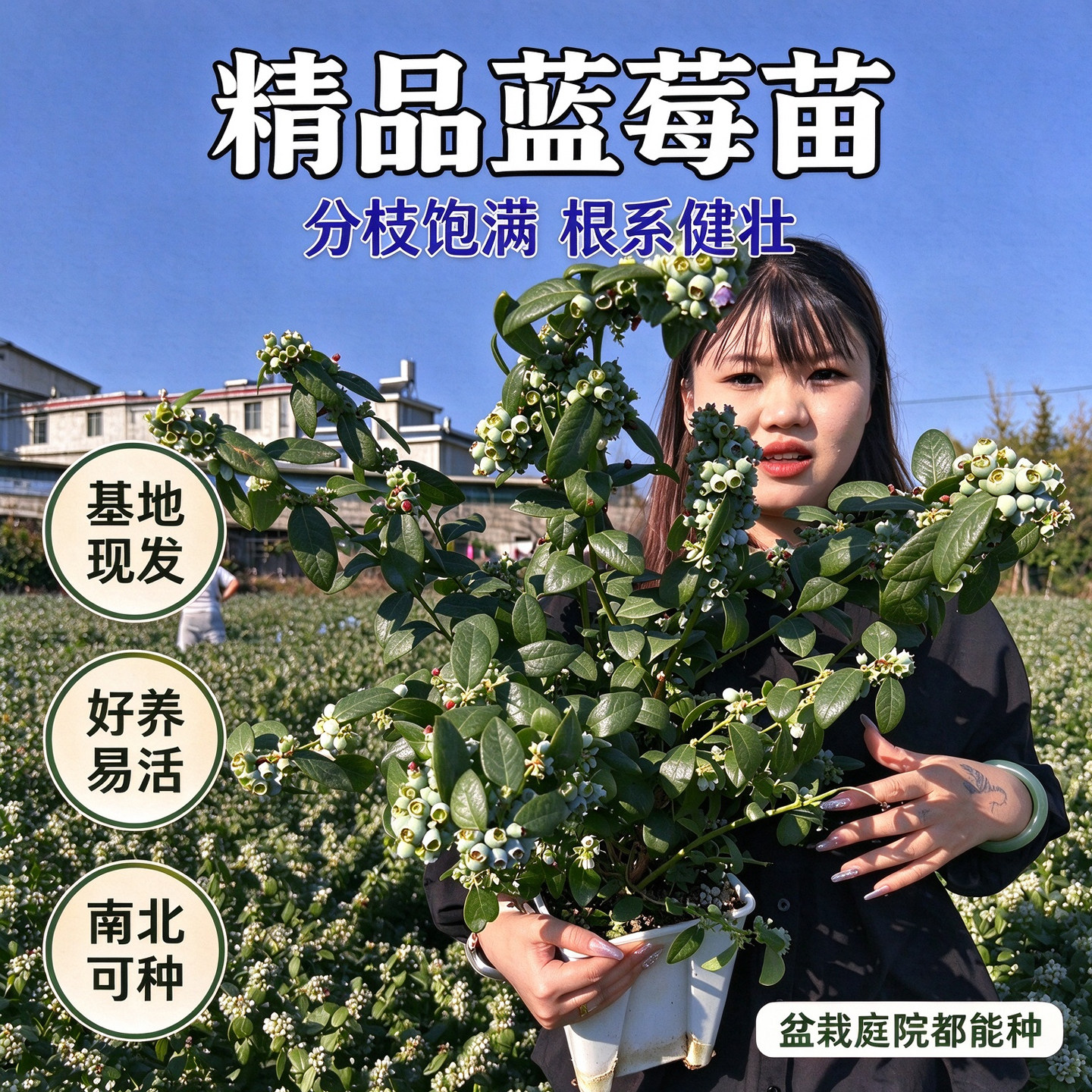 蓝莓苗盆栽地栽分枝饱满根系健壮好养易活南北种植果树苗四季可种