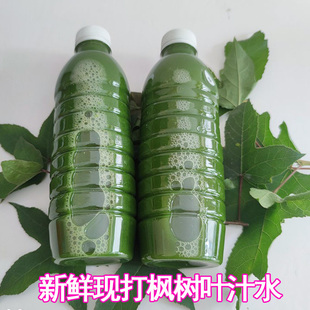 五色糯米饭植物染料黑颜色广西彩色花米新鲜枫叶液汁香枫树叶水