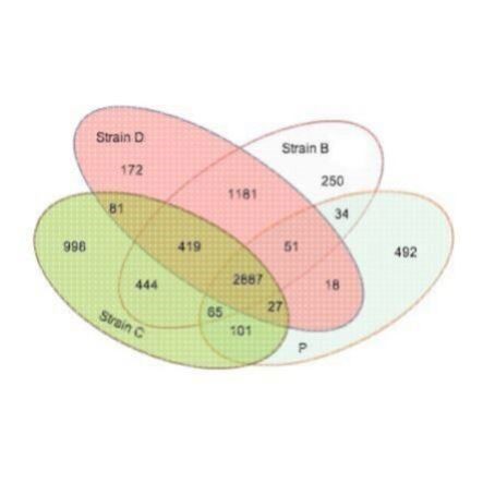 高通量二代测序数据分析原始数据量统计过滤拼接基因预测功能注释