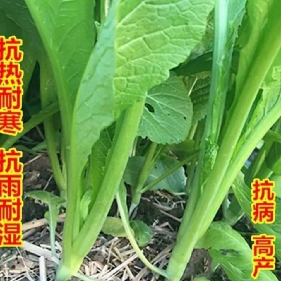 老品种大白骨春菜种子春芥菜大叶春菜种子潮汕青菜蔬菜种子籽