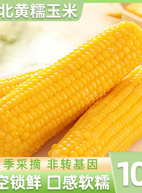 东北黏玉米棒10支装真空包装黑龙江新鲜黄糯玉米苞米即食现摘