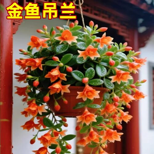 金鱼吊兰盆栽四季常青室内观花
