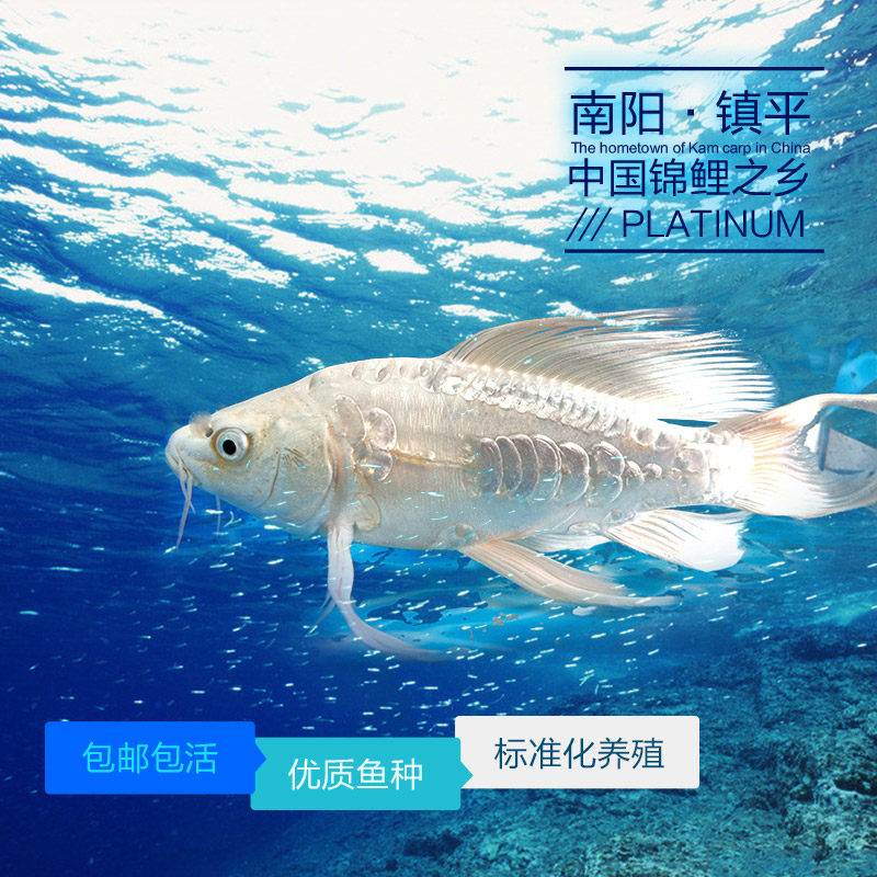 活体纯种日本蝴蝶锦鲤龙凤白金冷水淡水观赏鱼好养耐活风水招财鱼