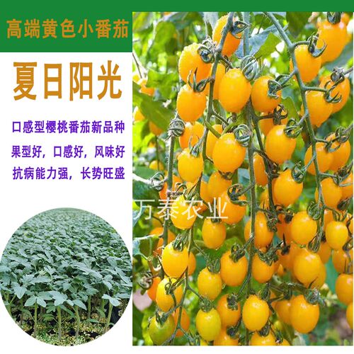 原装进口以色列海泽拉口感小番茄系列夏日阳光黄色圣女果苗子
