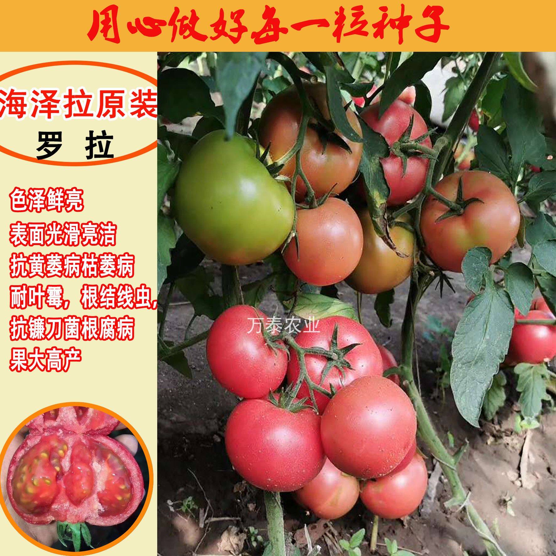 海泽拉原装进口罗拉粉果番茄西红柿种子番茄种籽抗病强早熟品种