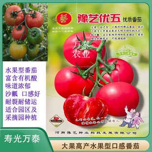 豫艺优五大果水果型番茄种子沙瓤口感好产量高商品性好抗病耐储运