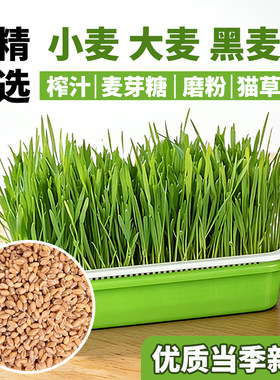 小麦粒种麦子粒猫草大麦黑小麦草