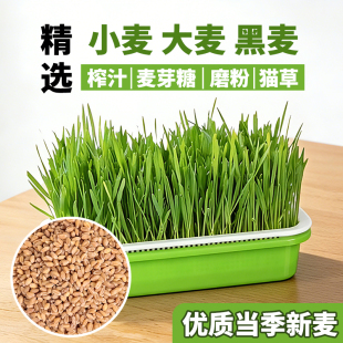 小麦粒种麦子粒可发芽批发食用麦芽糖猫草种籽大麦黑小麦草猫薄荷