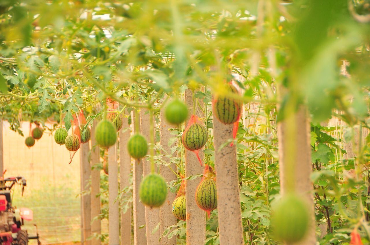 egg Pumpkin watermelon Hanging net Produce Bag Garlic muskmelon plant Plastic watermelon fruit Crab Pumpkin Diaodaiin the Office Equipment/Consumables/Related Services , Packaging Equipment/Signs and supplies , Wrapped bags/Bags  category - from Buy2taobao.com to provide professional Taobao agent buy service