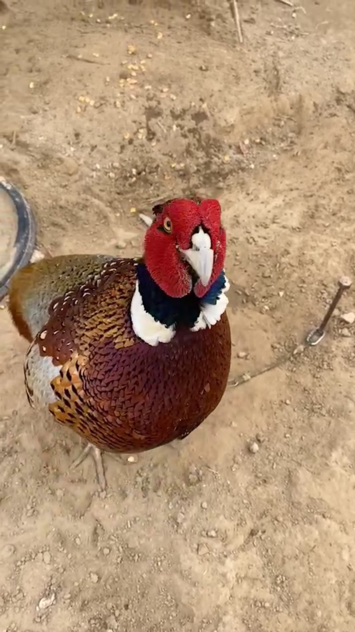 山鸡活体 七彩山鸡活体七彩山鸡七彩鸡公鸡雉鸡散养山鸡七彩鸡