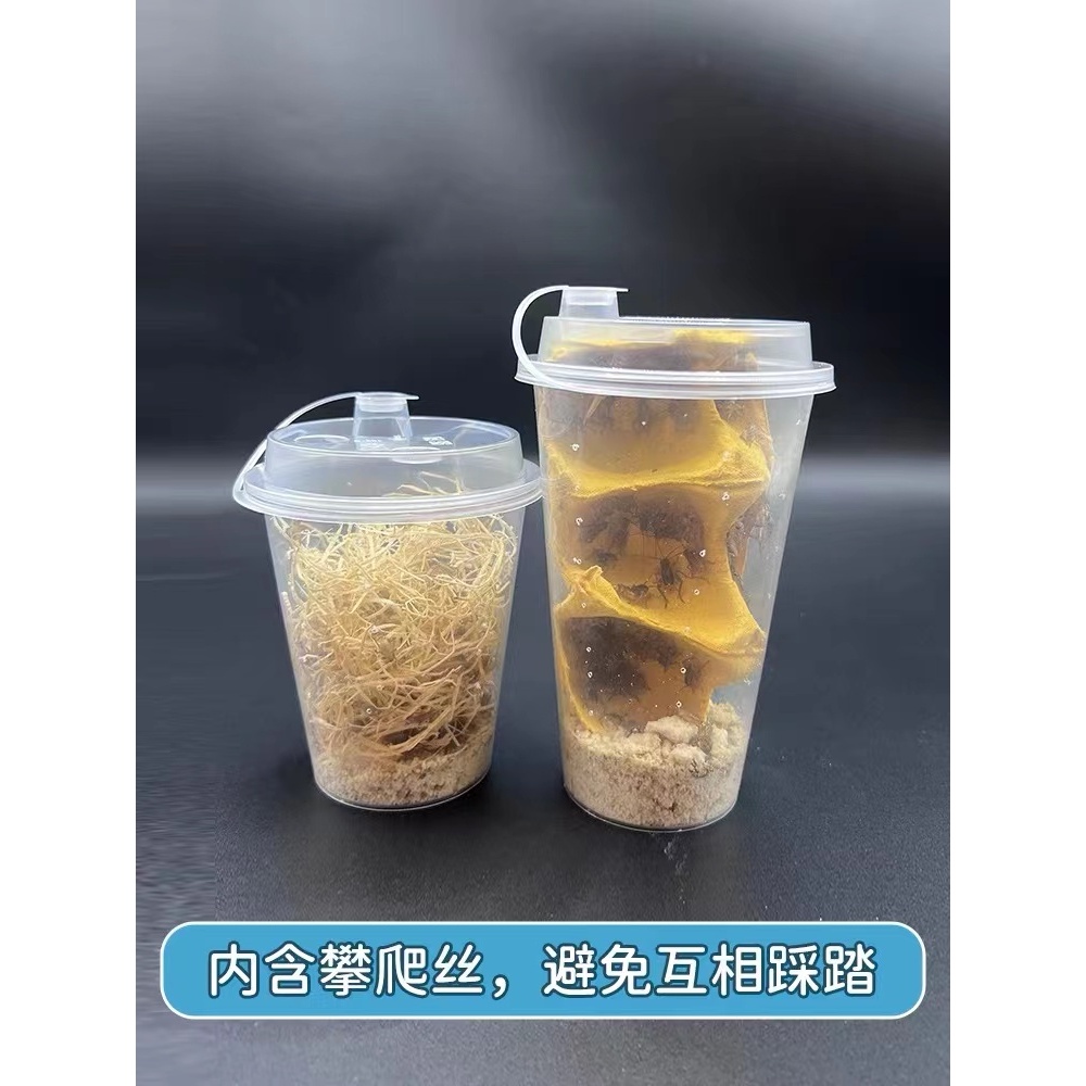 蟋蟀活物蛐蛐蟋蟀活体油葫芦饲料1-2厘米30只220只400只包邮