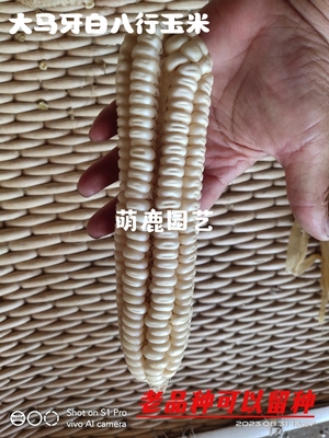 农家蔬菜老品种大马牙玉米种非转基因可自留种白八趟种玉米卖疯了
