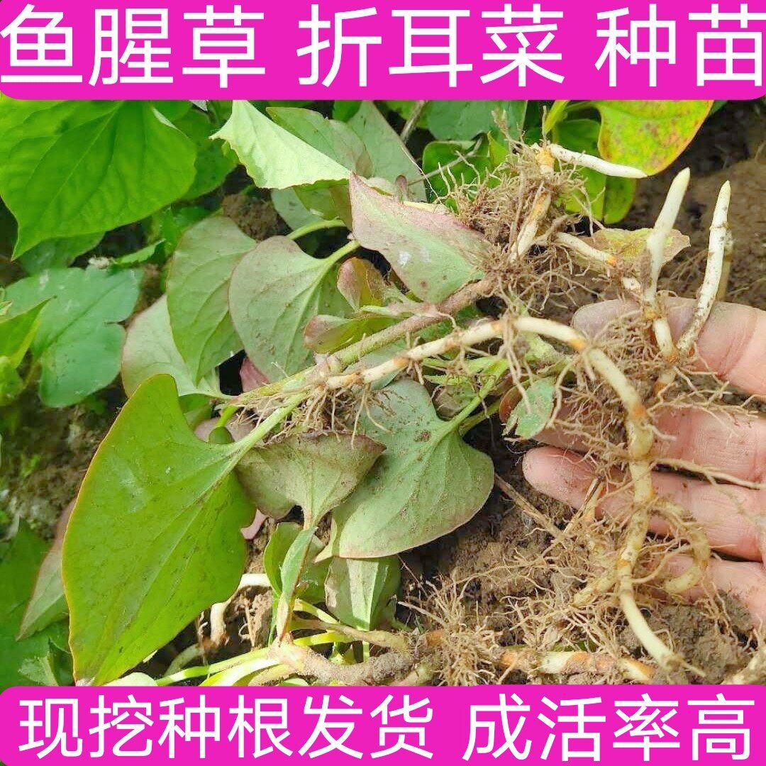 鱼腥草种籽根折耳根种根阳台庭院盆栽种苗新鲜四季种植种根