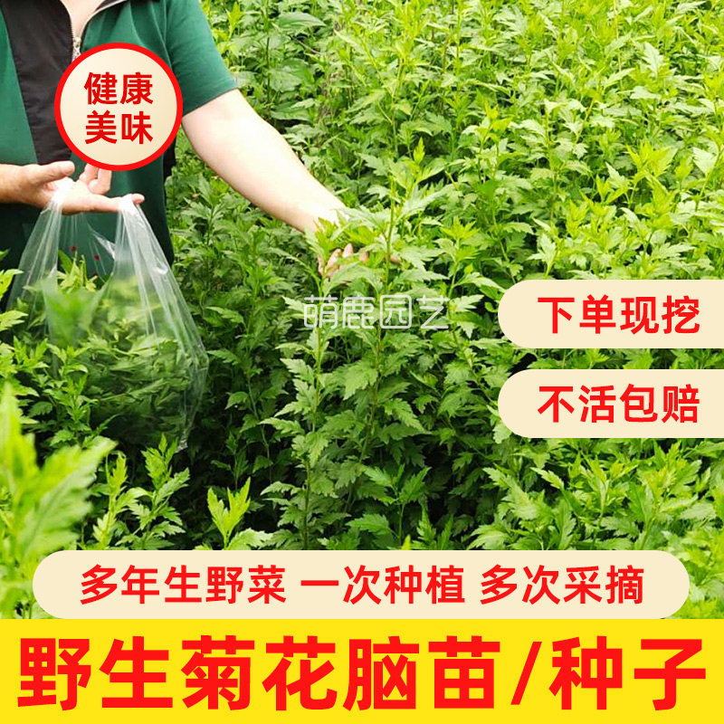 菊花脑种子苗 食用野菜大叶菊花脑种子苗 阳台庭院盆栽蔬菜种子苗
