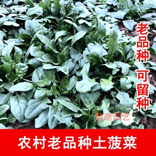 农家传统土菠菜种子 老土种子四季播 阳台盆栽 非转基因 可留种