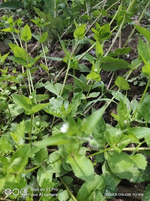 繁缕草籽新鲜种子鹅肠草种籽柑橘果园保水杂草鸡肠草牛繁缕