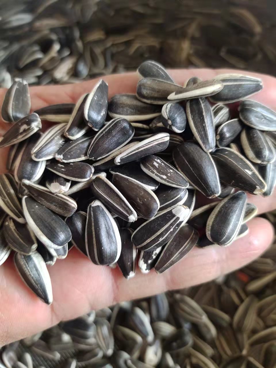 向日葵种子观赏食用四季花种籽苗葵花籽油葵矮秆多头室内外盆栽孑