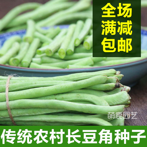 长豆角高产绿色四季可种