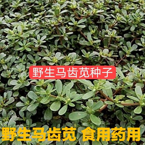 马齿笕种子 马齿菜种子 食用蔬菜长寿菜可庭院阳台种植马齿苋籽