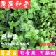 绿植净化空气防蚊多年生薄荷驱蚊草 薄荷苗可食用盆栽室内阳台四季