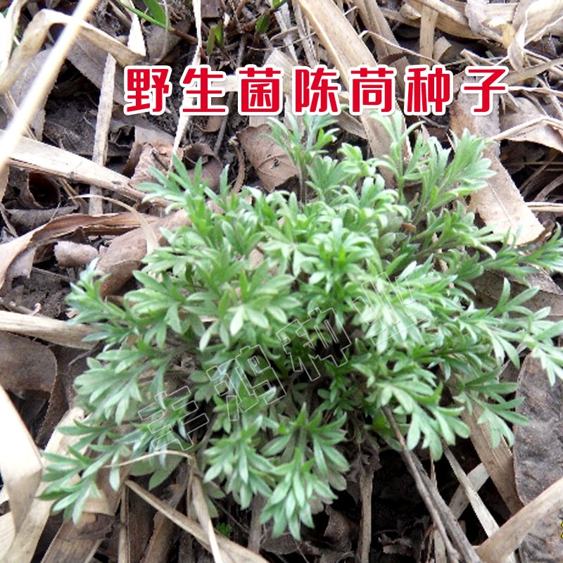 中药材野生茵陈种子白蒿种籽多年生陈蒿因尘因陈茵藤蒿绵茵野菜苗