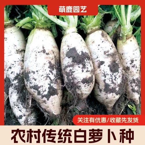 农村耐寒老品种土白萝卜种子老种子健康有机好吃可留种春秋冬可