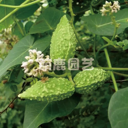 天浆种苗观赏爬藤中药材