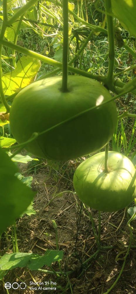 扁圆形葫芦种子菜葫芦种籽嫩时炒菜做肉馅晒干瓜条种子阳台盆栽苗