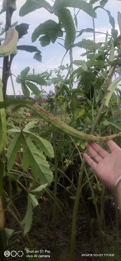 传统蔬菜种子羊角秋葵籽苗阳台