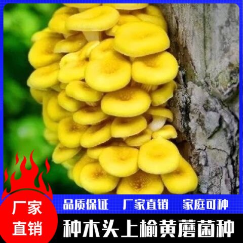 高产段木榆黄蘑菌种金顶侧耳玉皇蘑黄金菇菌种种在木头上榆黄蘑