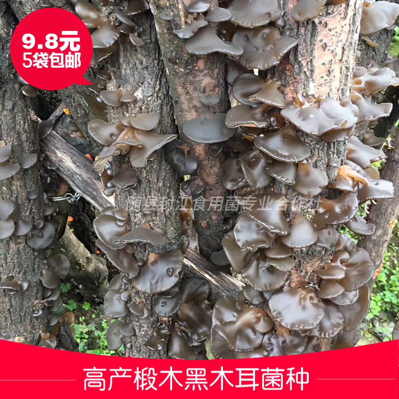黑木耳菌包菌种 家种 椴木黑木耳菌种 原种 黑木耳种菌种段木