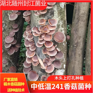 香菇菌种241中低温段木香菇菌种香菇菌种打孔种植中低温香菇菌种