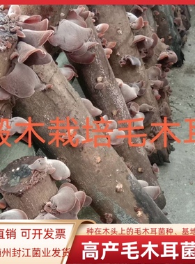 毛木耳菌种种在木头上的毛木耳菌种木头上打孔种植毛木耳