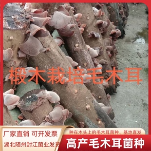 毛木耳菌种种在木头上的毛木耳菌种木头上打孔种植毛木耳