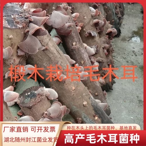 毛木耳菌种种在木头上的毛木耳菌种木头上打孔种植毛木耳
