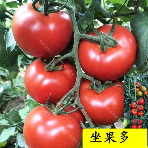 蔬菜进口西红柿番茄耐热种子苗