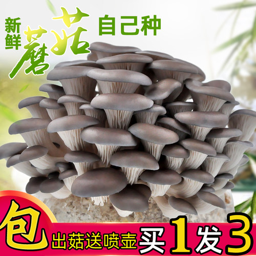 蘑菇种植菌包喷水就长好吃好养
