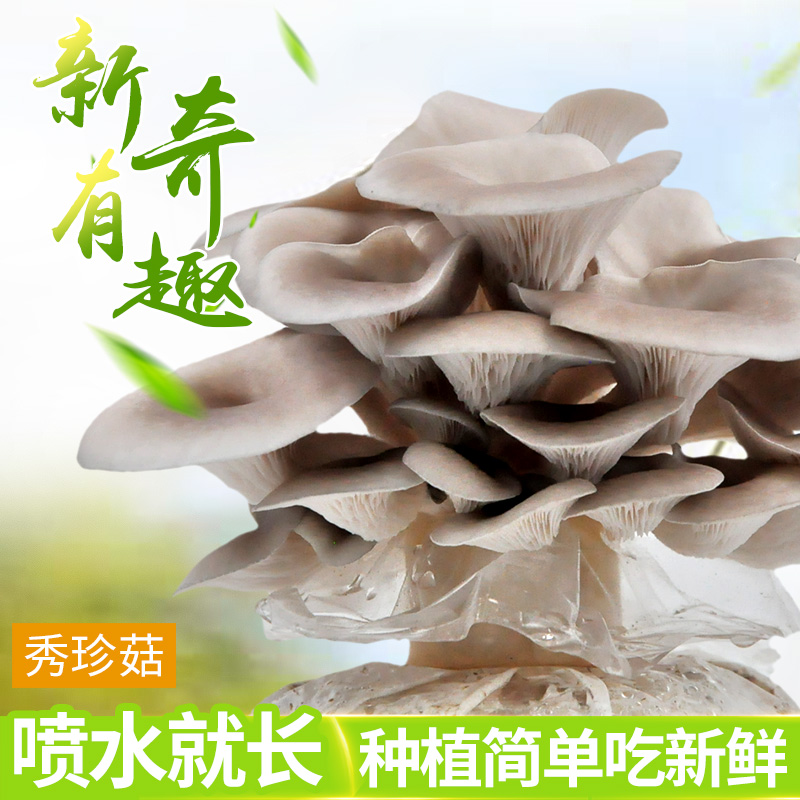 悦蘑菇娘秀珍菇菌棒家庭菌种
