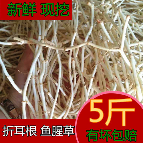 现挖现发清洗5斤湖北产地新鲜鱼腥草凉拌蔬菜折耳根节节根侧耳根