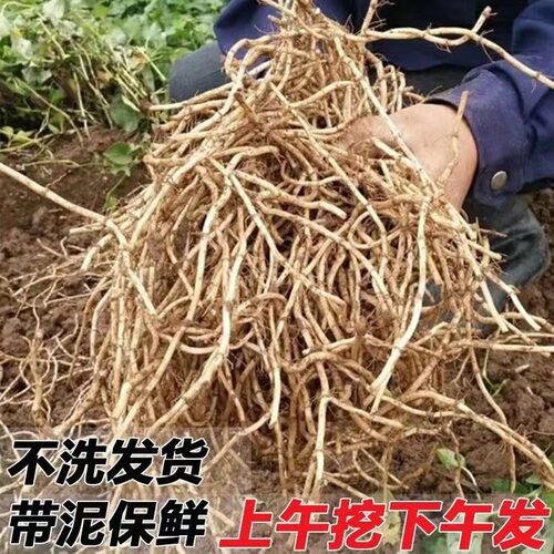 带泥不洗鱼腥草带泥不洗