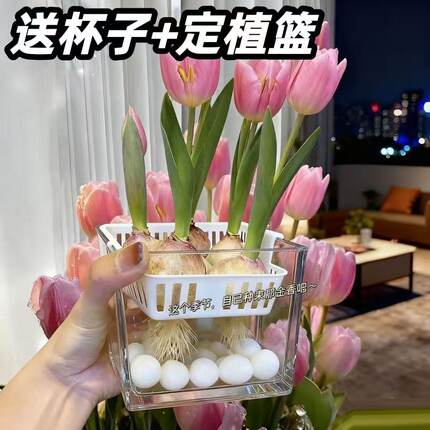 粉色郁金香种球盆栽含盆冬季开花室内观赏花卉DIY材料包