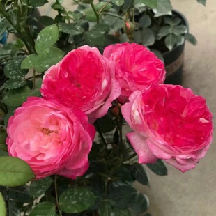 【和室】多变色月季花苗观花阳台玫瑰花卉丰花包子盆栽绿植物灌木