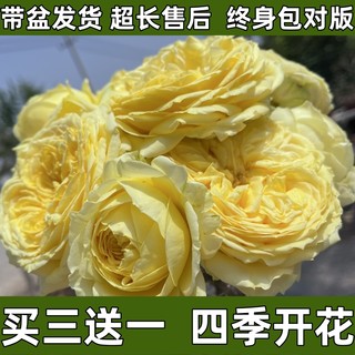 月季花苗果汁阳台黄油咖啡时间玫瑰四季开花大花灌木蔷薇爬藤小苗