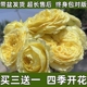 月季 花苗果汁阳台黄油咖啡时间玫瑰四季 开花大花灌木蔷薇爬藤小苗