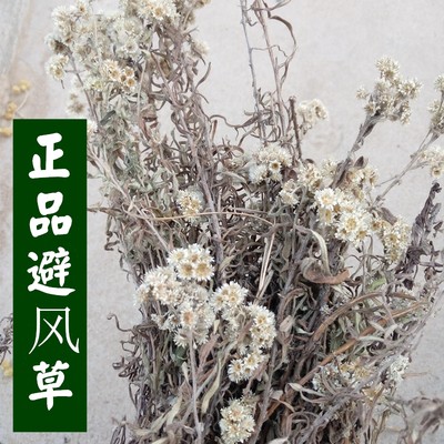 避风草山东野生半斤一件