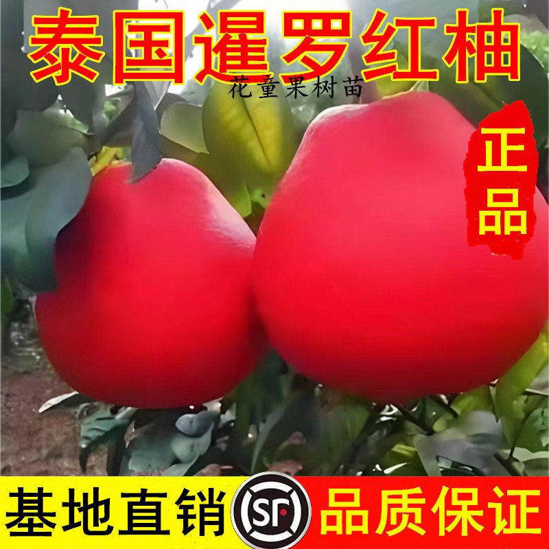 柚子树果苗嫁接泰国冰糖红心红皮泰国暹罗红香水密甜柚三红柚大苗