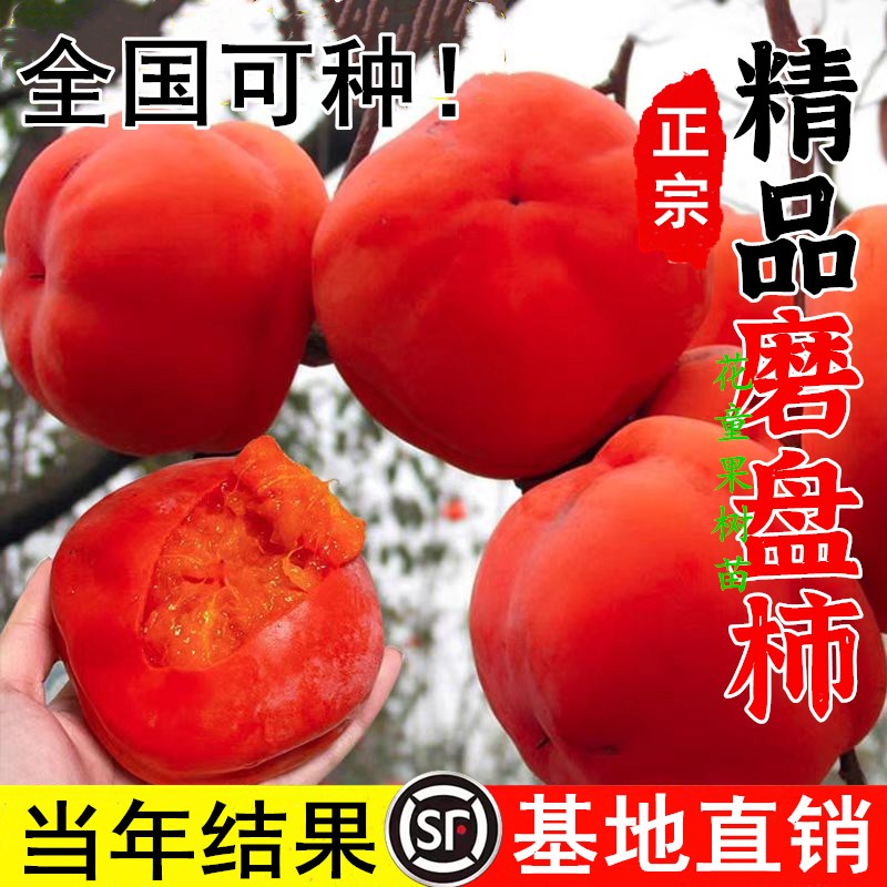 磨盘柿子苗树活苗南北方种植特大庭院地栽耐寒盆栽嫁接苗当年结果