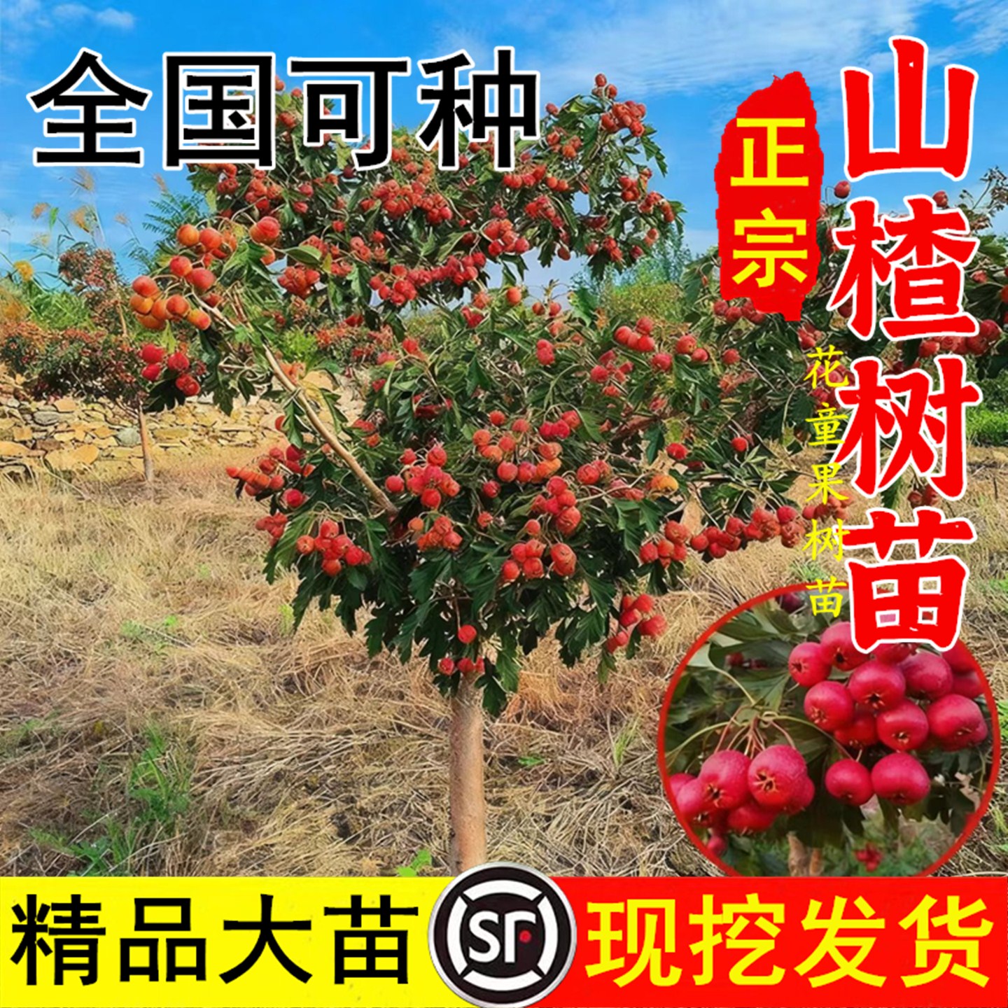 山楂树活苗大五棱甜红子山楂耐寒南北方种植盆栽地栽山楂嫁接果苗